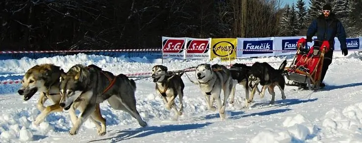 Schlittenhunde in Österreich