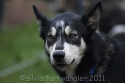Huskyhof-Waldviertel Siberian Husky Schlittenhunde Team Husky-Schlitten